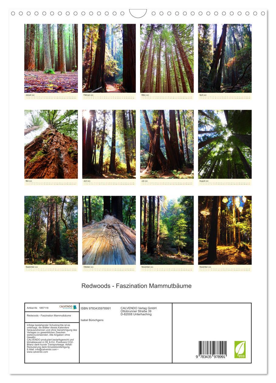 Bild: 9783435978991 | Redwoods - Faszination Mammutbäume (Wandkalender 2025 DIN A3 hoch),...