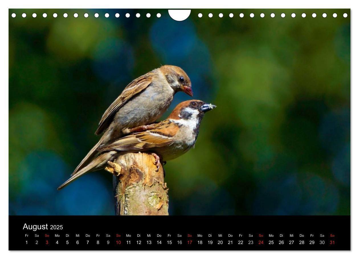 Bild: 9783435626670 | Singvögel in Deutschland (Wandkalender 2025 DIN A4 quer), CALVENDO...