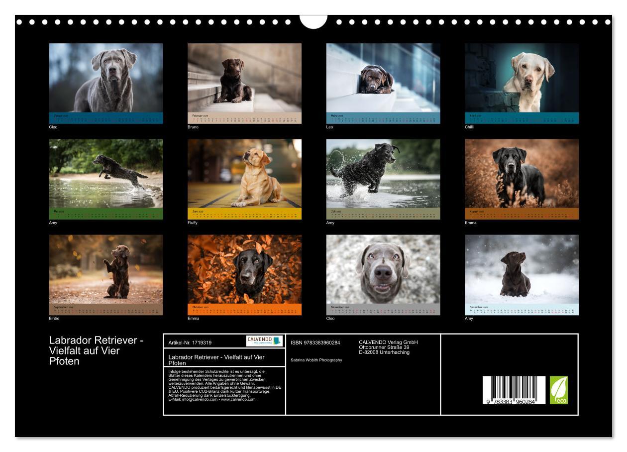 Bild: 9783383960284 | Labrador Retriever - Vielfalt auf Vier Pfoten (Wandkalender 2025...