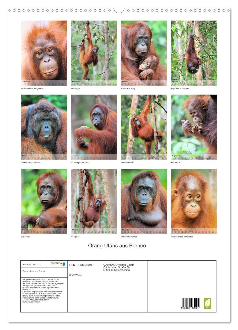 Bild: 9783435964901 | Orang Utans aus Borneo (Wandkalender 2025 DIN A2 hoch), CALVENDO...