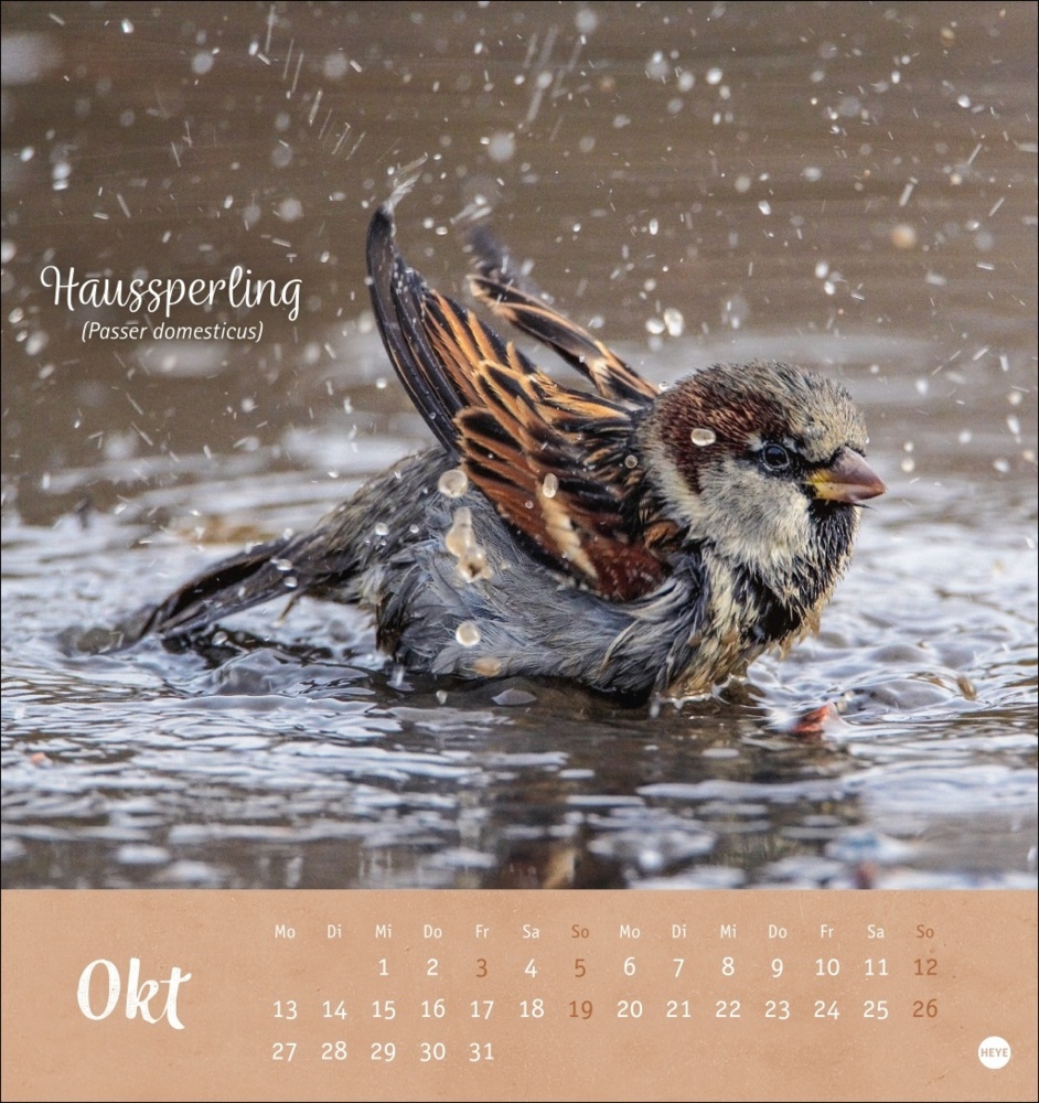 Bild: 9783756407125 | Vögel in unseren Gärten Postkartenkalender 2025 | Kalender | 13 S.