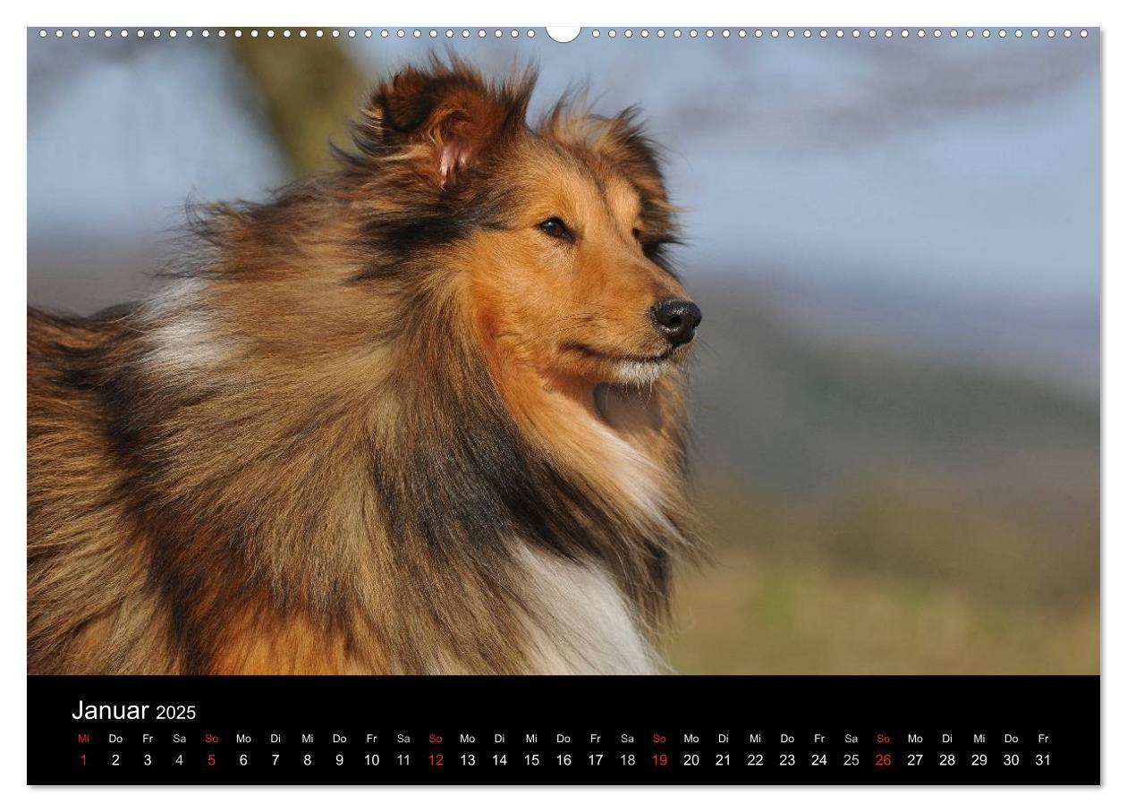 Bild: 9783435767892 | Sheltie 2025 (Wandkalender 2025 DIN A2 quer), CALVENDO Monatskalender