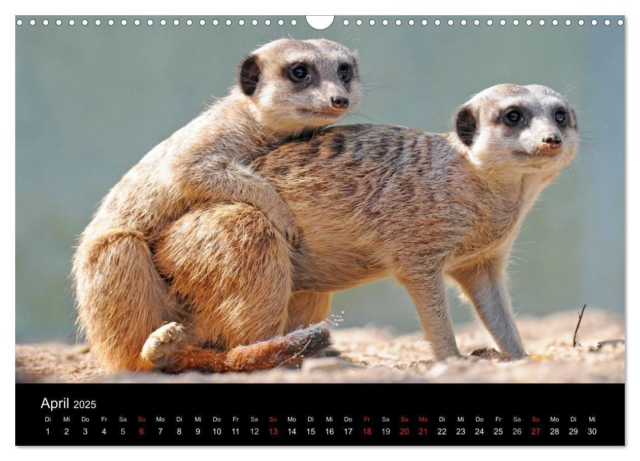 Bild: 9783435835799 | Erdmännchen - Tierkinder (Wandkalender 2025 DIN A3 quer), CALVENDO...