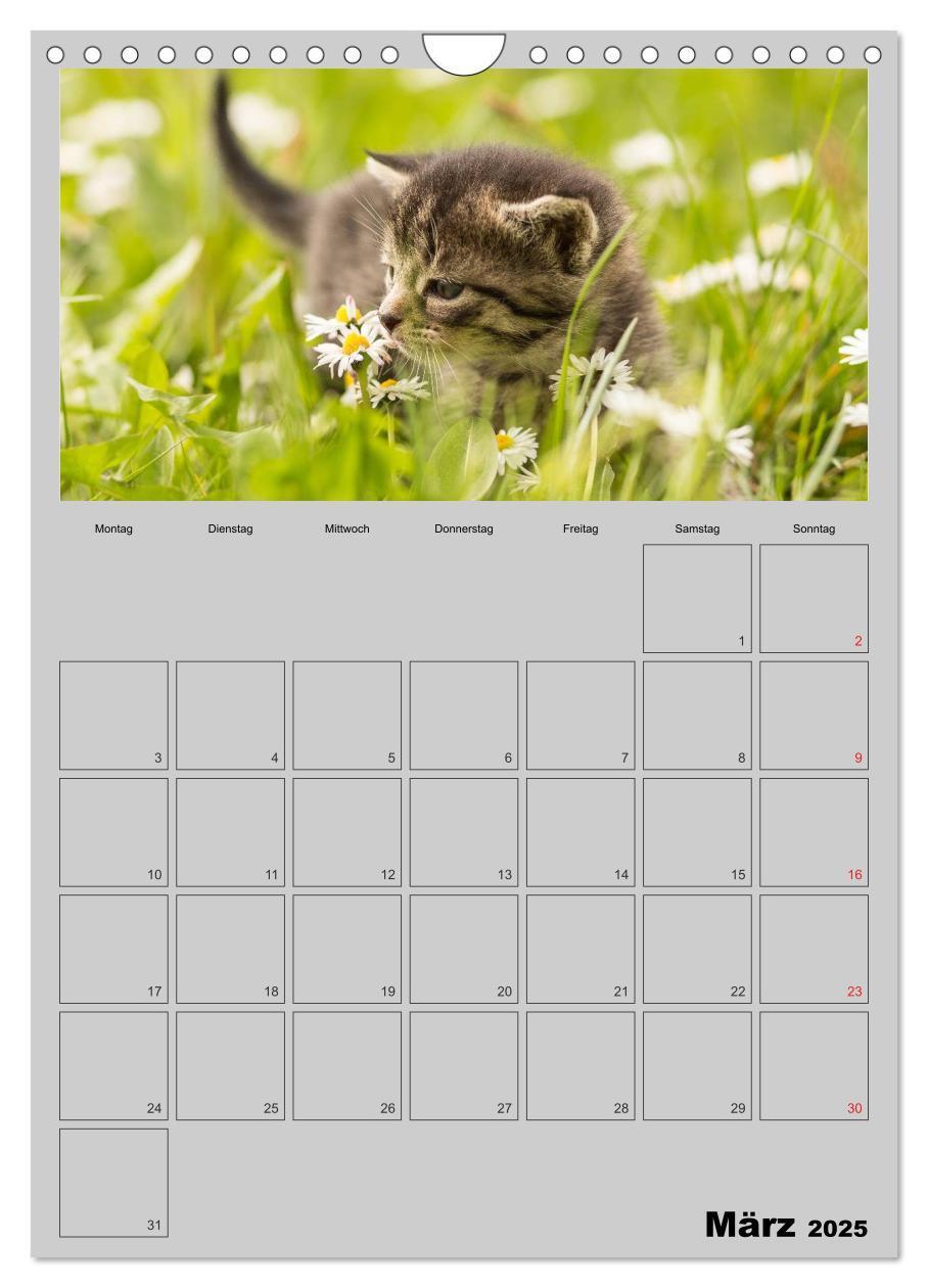 Bild: 9783457060391 | Mit Katzen durchs Jahr / Planer (Wandkalender 2025 DIN A4 hoch),...