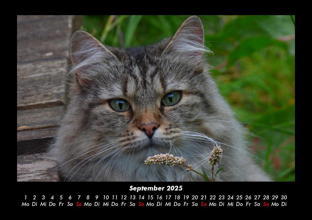 Bild: 9783755979449 | Katzen 2025 Fotokalender DIN A3 | Tobias Becker | Kalender | Kalender