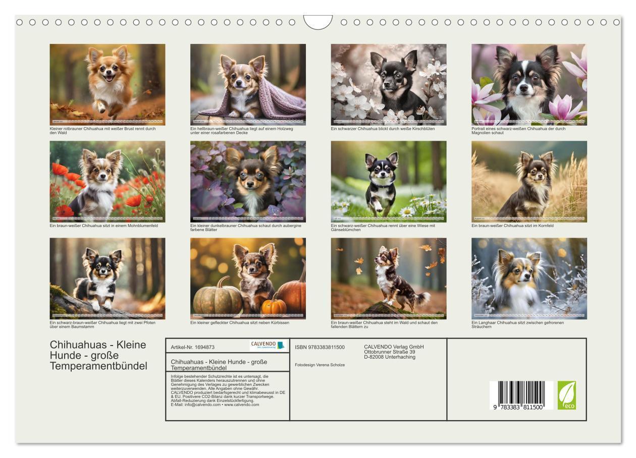 Bild: 9783383811500 | Chihuahuas - Kleine Hunde - große Temperamentbündel (Wandkalender...