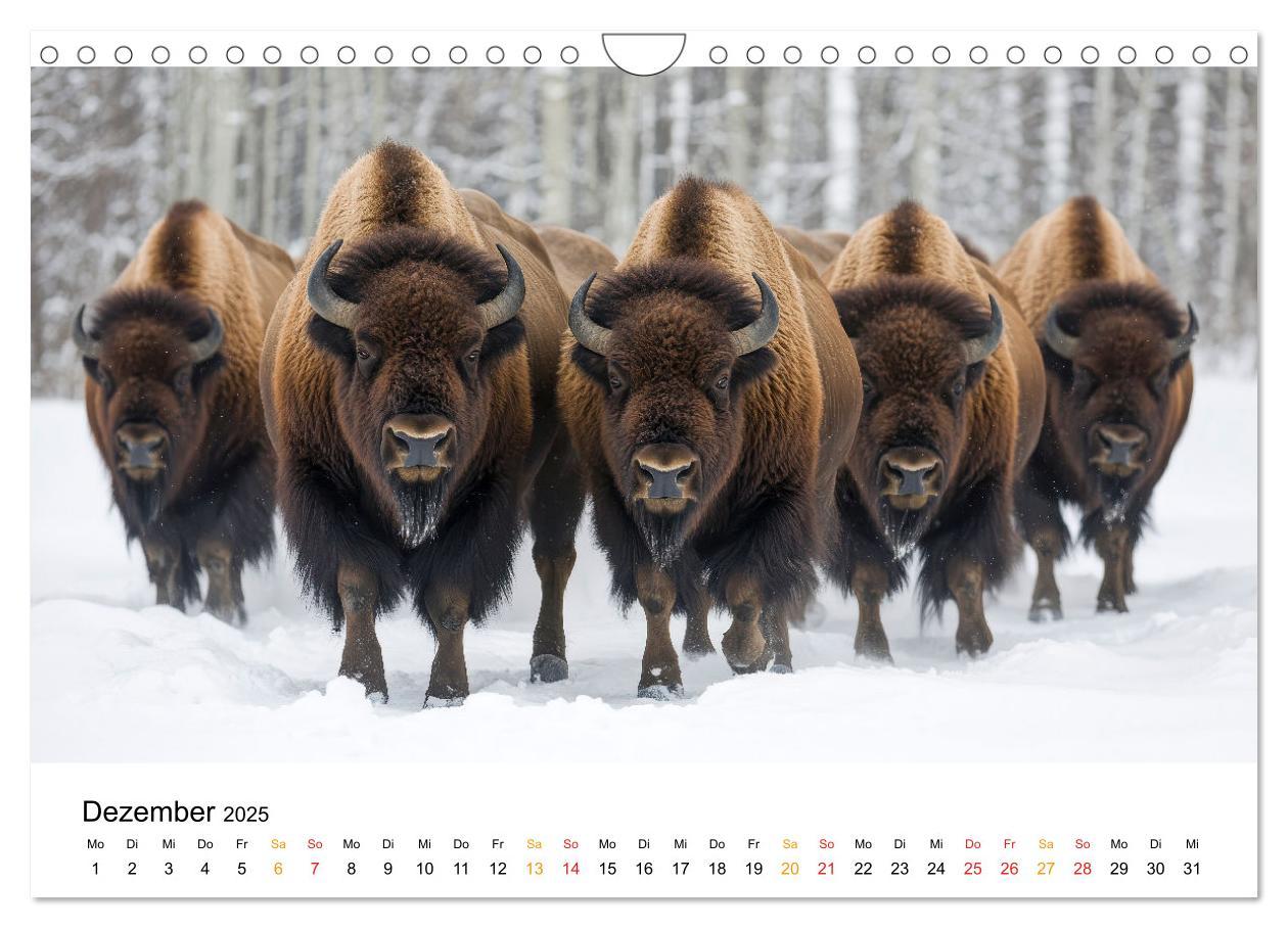 Bild: 9783457238349 | Büffel - Ikonen der Wildnis (Wandkalender 2025 DIN A4 quer),...