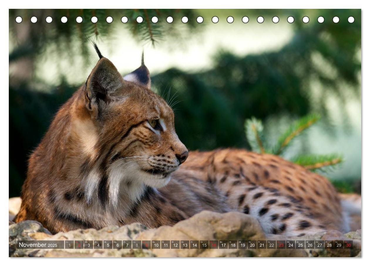 Bild: 9783435687510 | Der Luchs - Dem Pinselohr auf der Spur (Tischkalender 2025 DIN A5...