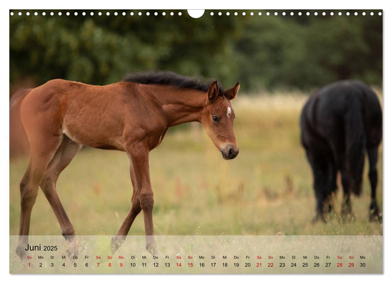 Bild: 9783435289325 | Pferdezauber 2025 (Wandkalender 2025 DIN A3 quer), CALVENDO...