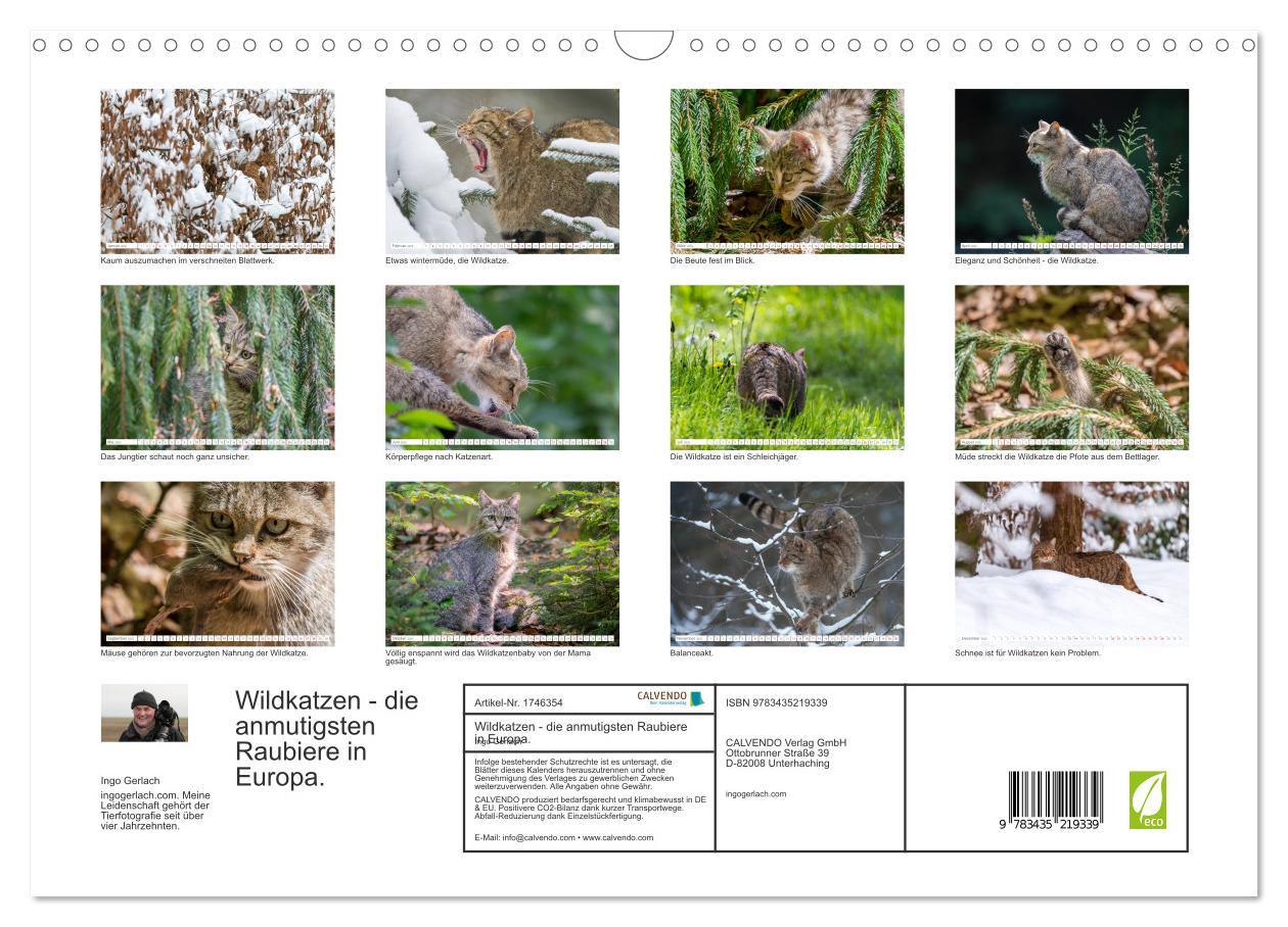 Bild: 9783435219339 | Wildkatzen - die anmutigsten Raubiere in Europa. (Wandkalender 2025...