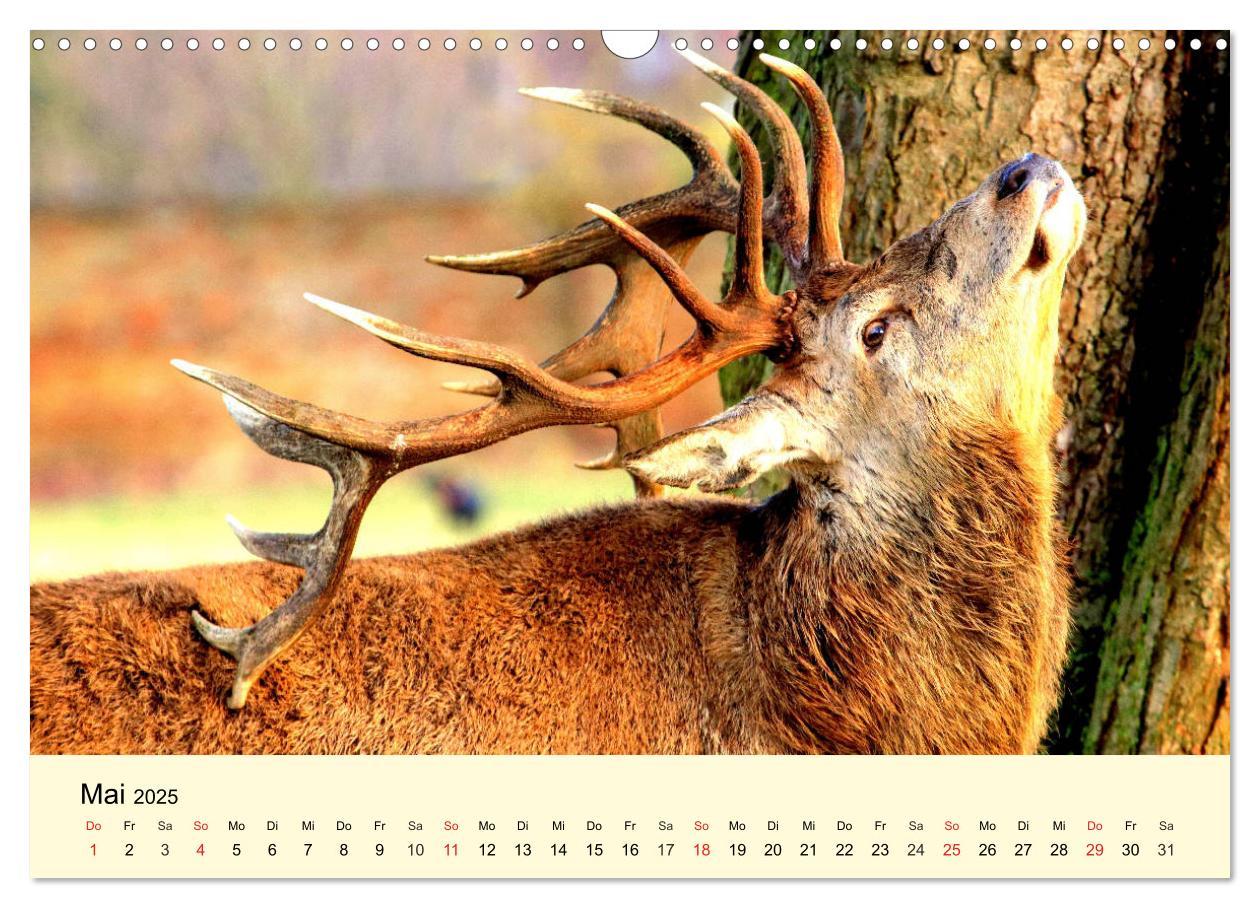 Bild: 9783435176168 | Scheue Wildtiere in heimischen Wäldern und Bergen (Wandkalender...