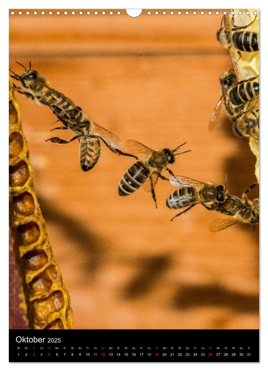 Bild: 9783457052532 | Bienenkalender (Wandkalender 2025 DIN A3 hoch), CALVENDO...