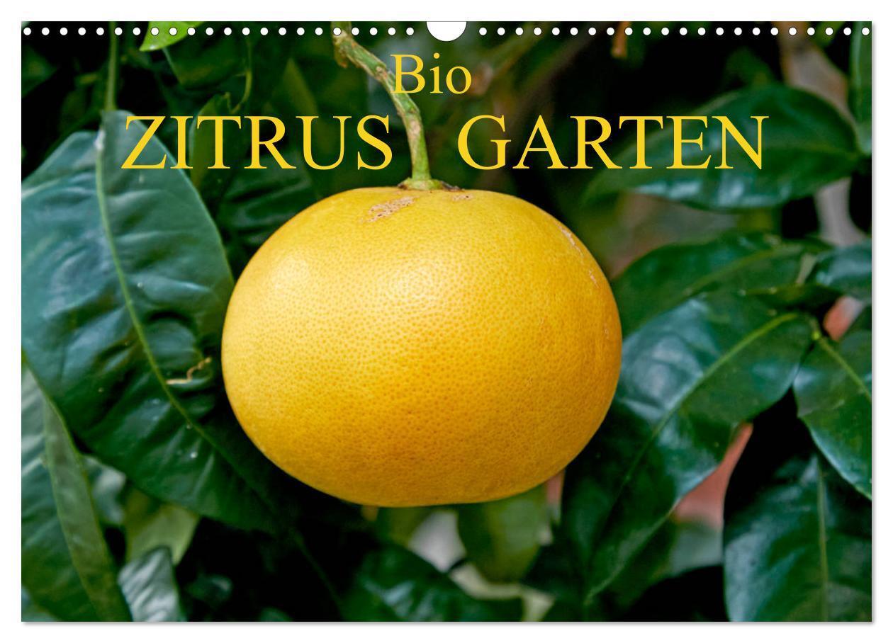 Cover: 9783435150953 | Bio Zitrus Garten (Wandkalender 2025 DIN A3 quer), CALVENDO...