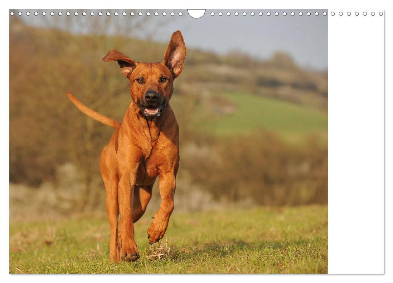 Bild: 9783435540990 | Rhodesian Ridgeback 2025 (Wandkalender 2025 DIN A3 quer), CALVENDO...