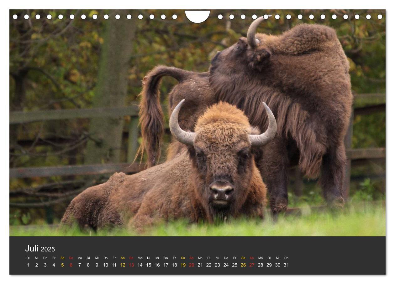 Bild: 9783435778942 | Tierpark-Gera (Wandkalender 2025 DIN A4 quer), CALVENDO Monatskalender