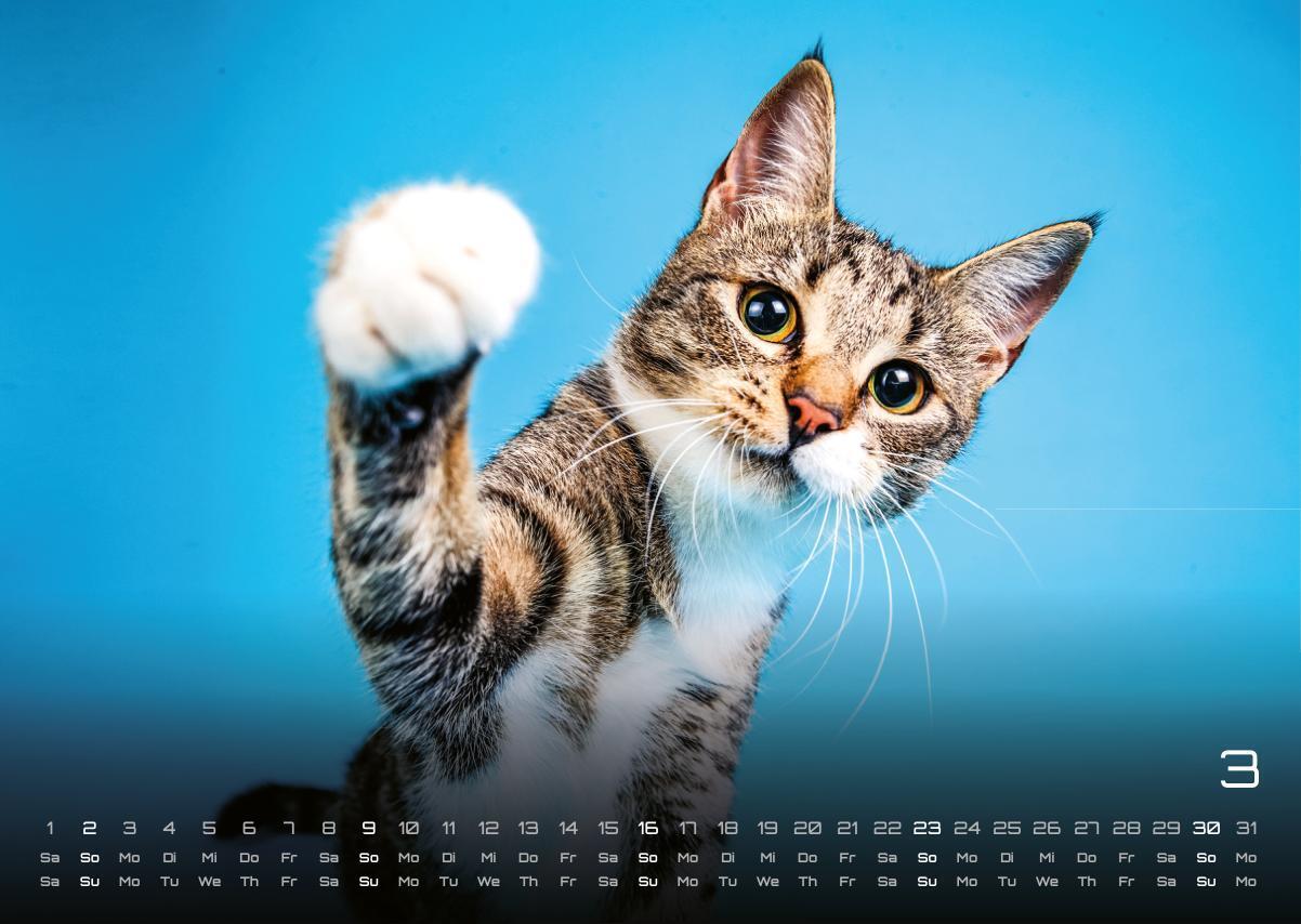 Bild: 9783986733865 | Miau - Unsere Stubentiger - Der Katzenkalender - 2025 - Kalender...