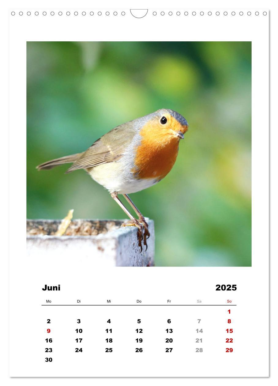 Bild: 9783435929627 | Rotkehlchen, süße kleine Knutschkugeln (Wandkalender 2025 DIN A3...