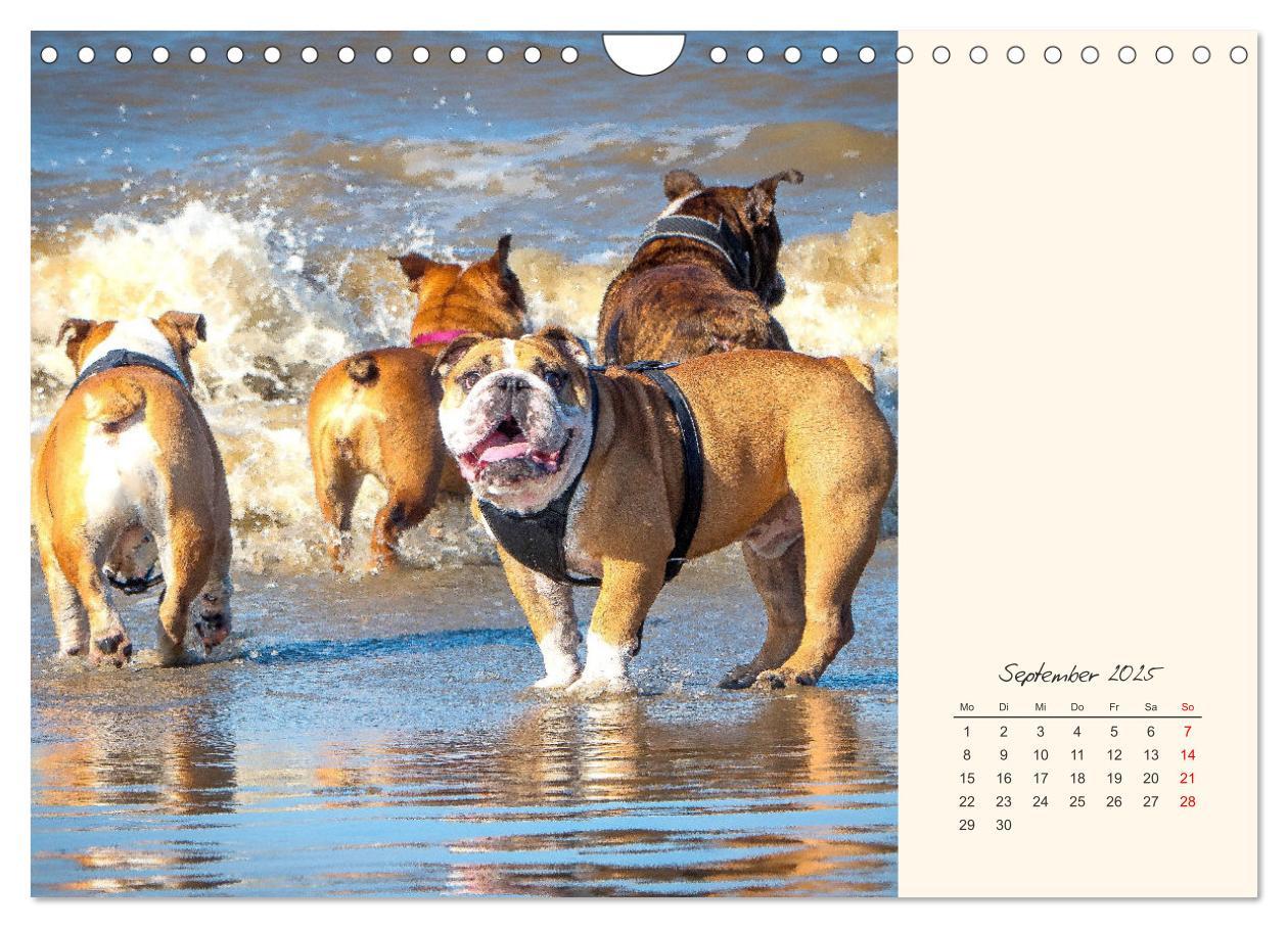 Bild: 9783435067367 | Dicke Freunde. Englische Bulldoggen (Wandkalender 2025 DIN A4...