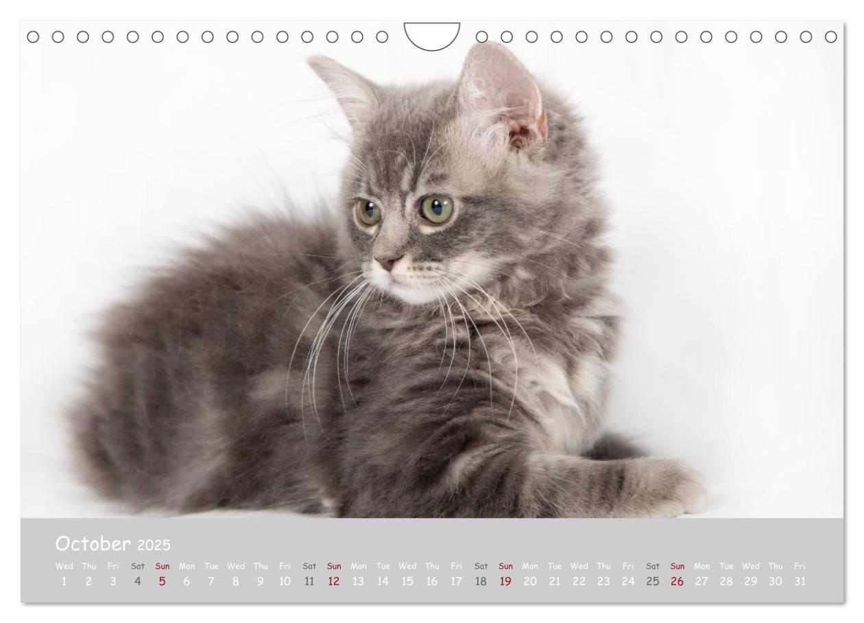 Bild: 9781325962532 | Amazing Ragdoll Kittens (Wall Calendar 2025 DIN A4 landscape),...