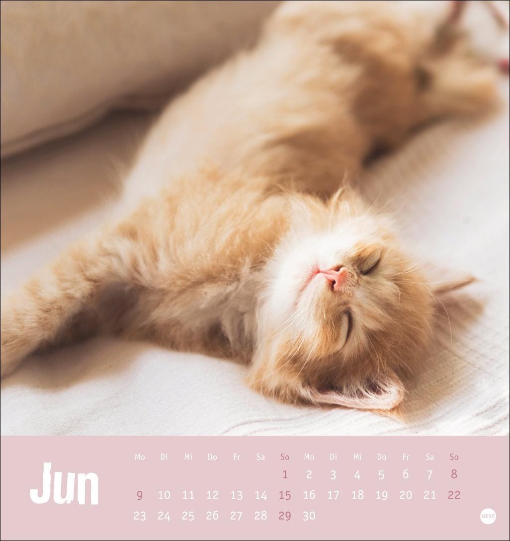 Bild: 9783756407088 | Tierisch entspannte Katzen Postkartenkalender 2025 | Heye | Kalender