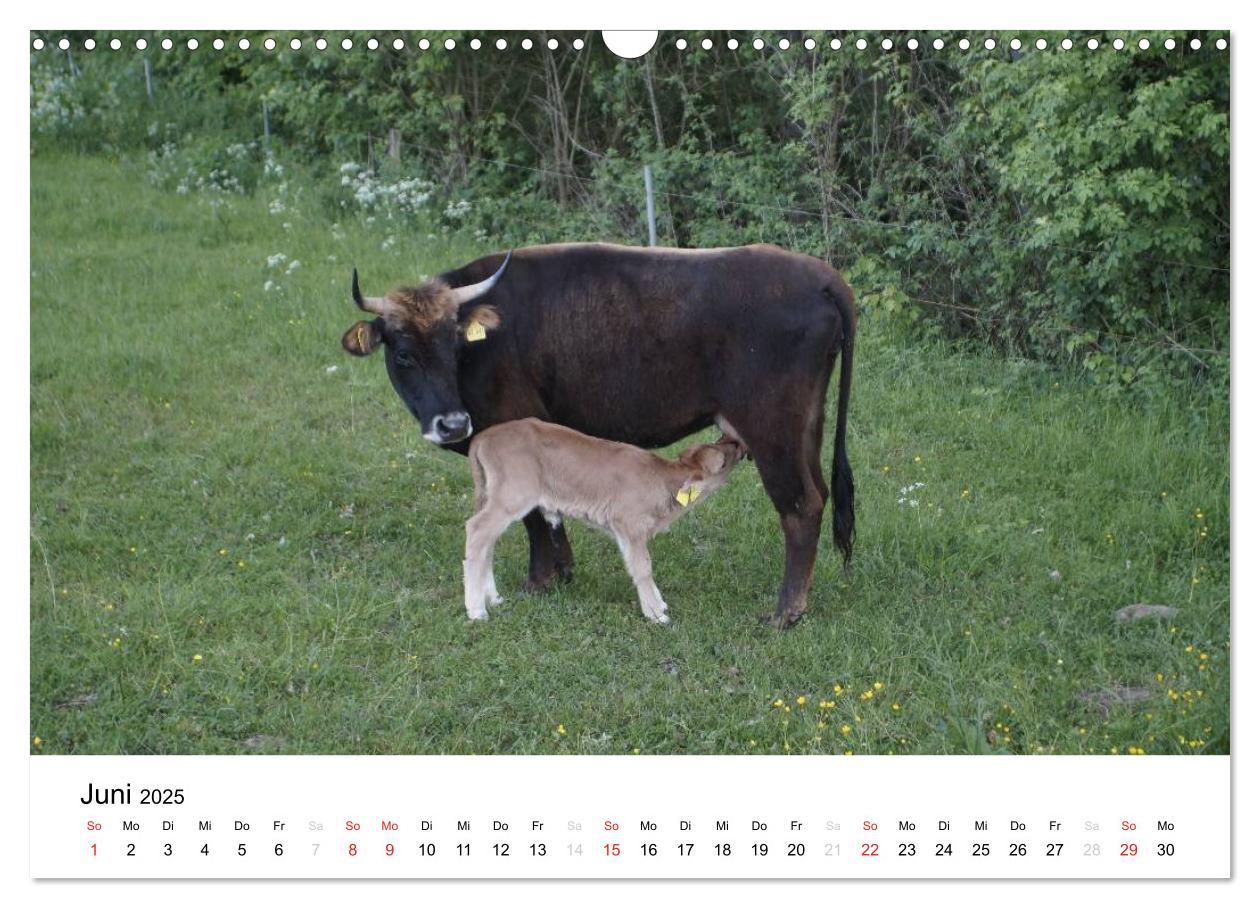 Bild: 9783435663378 | Bauernhoftiere (Wandkalender 2025 DIN A3 quer), CALVENDO...