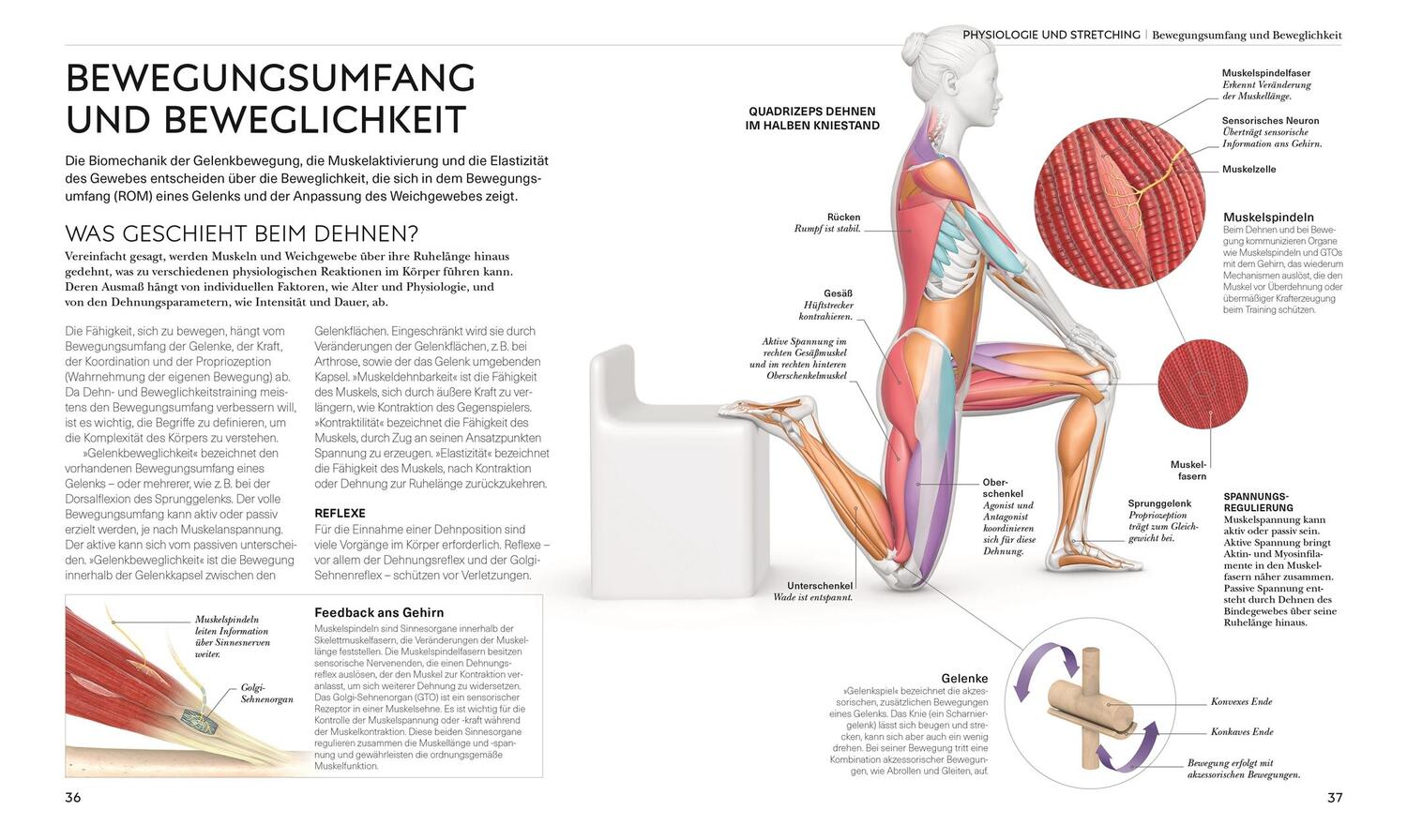 Bild: 9783831048366 | Stretching - Die Anatomie verstehen | Leada Malek | Buch | 224 S.