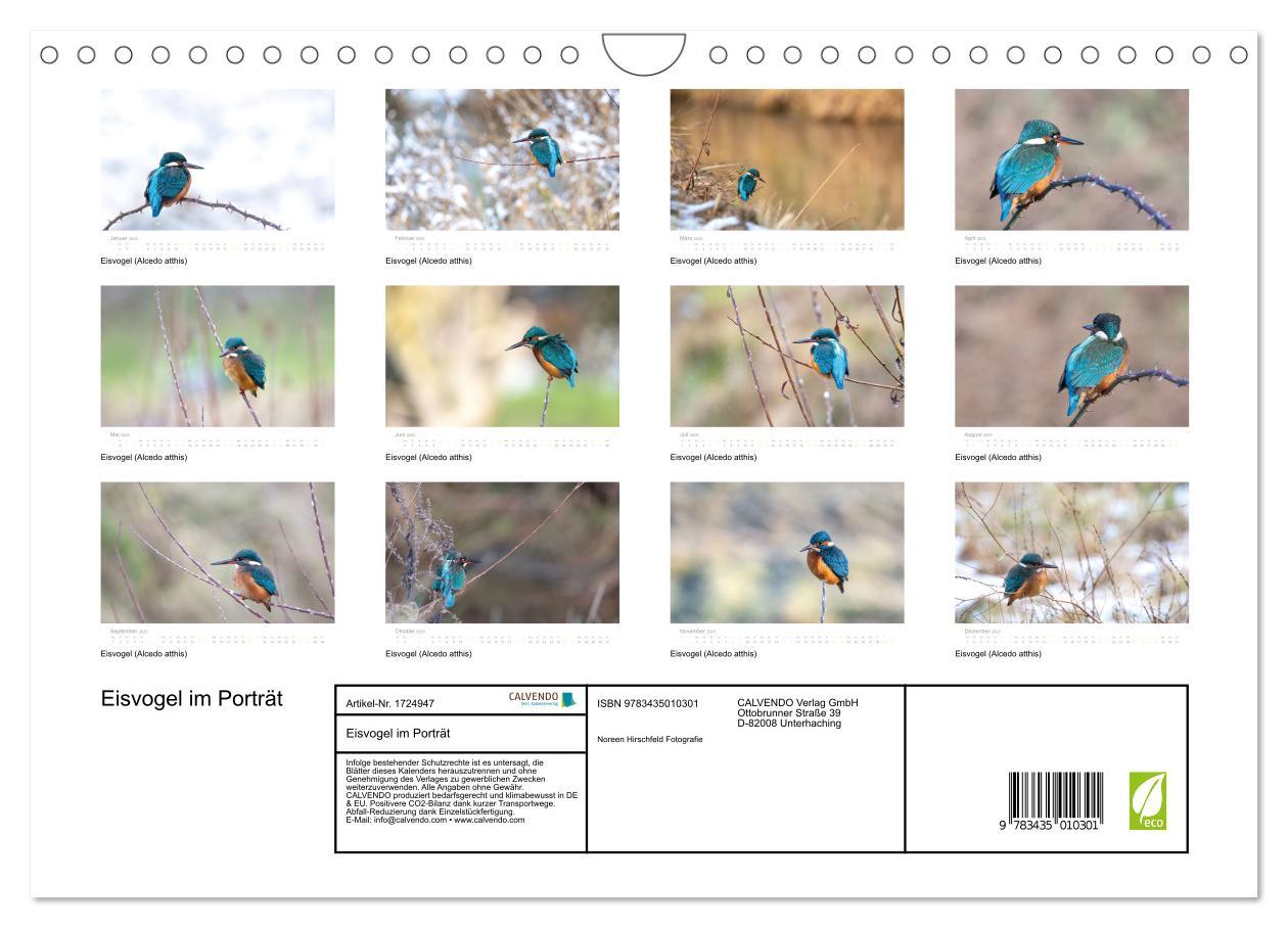 Bild: 9783435010301 | Eisvogel im Porträt (Wandkalender 2025 DIN A4 quer), CALVENDO...