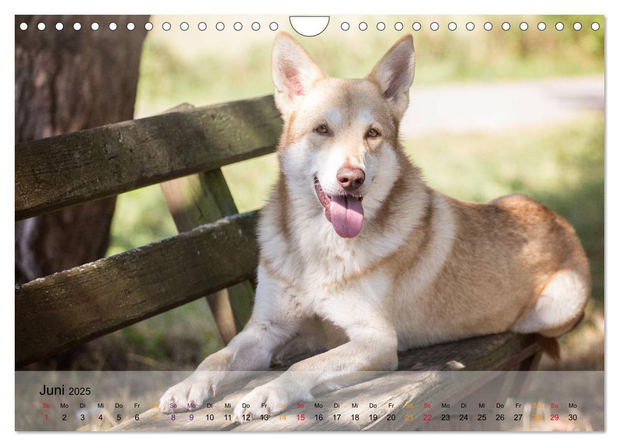 Bild: 9783435422081 | Wolfshunde 2025 (Wandkalender 2025 DIN A4 quer), CALVENDO...