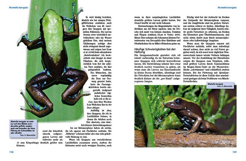 Bild: 9783866592636 | Madagaskar-Buntfrösche | Die Gattung Mantella | Andreas Altenmüller