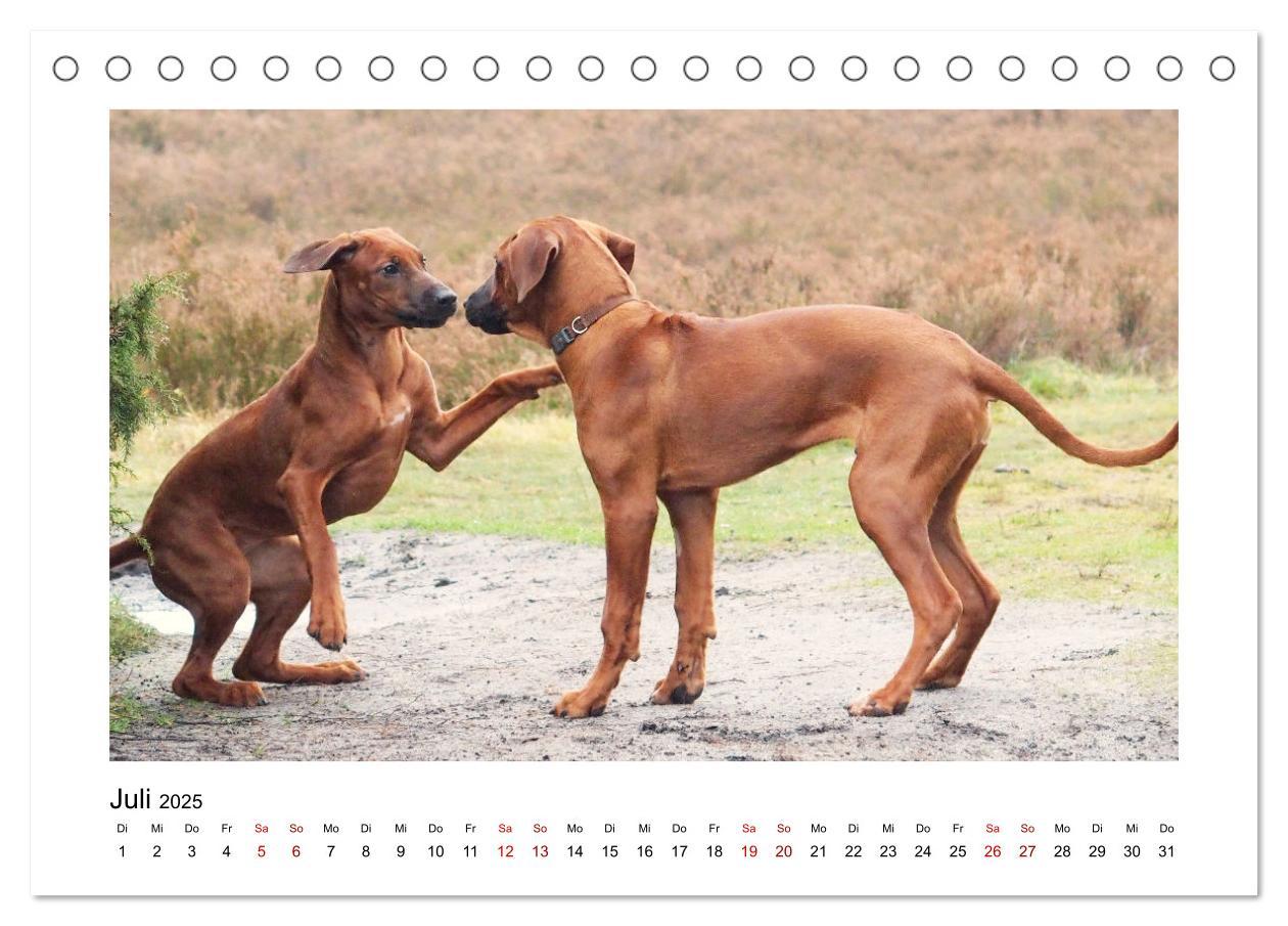 Bild: 9783383983535 | Rhodesian Ridgeback - Charmanter Dickkopf aus Afrika (Tischkalender...