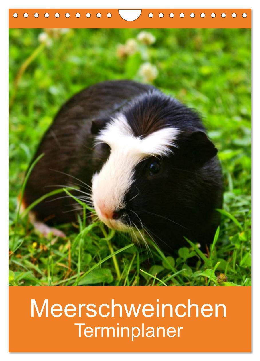 Cover: 9783457014820 | Meerschweinchen Terminplaner (Wandkalender 2025 DIN A4 hoch),...