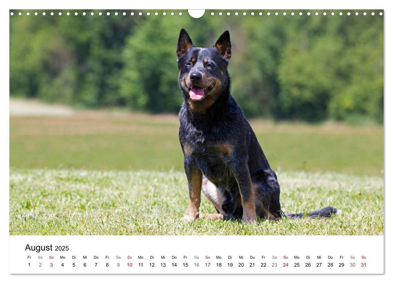 Bild: 9783435704736 | Faszinierende Australian Cattle Dogs (Wandkalender 2025 DIN A3...