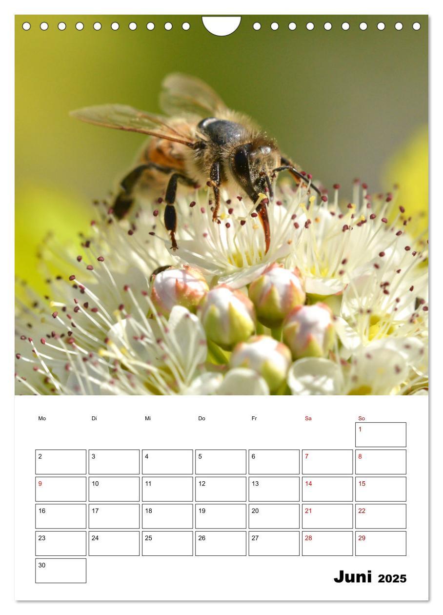 Bild: 9783435879731 | Hummeln und Bienen Terminplaner (Wandkalender 2025 DIN A4 hoch),...