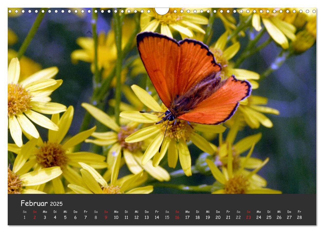 Bild: 9783435705894 | Wunderschöne Schmetterlinge (Wandkalender 2025 DIN A3 quer),...