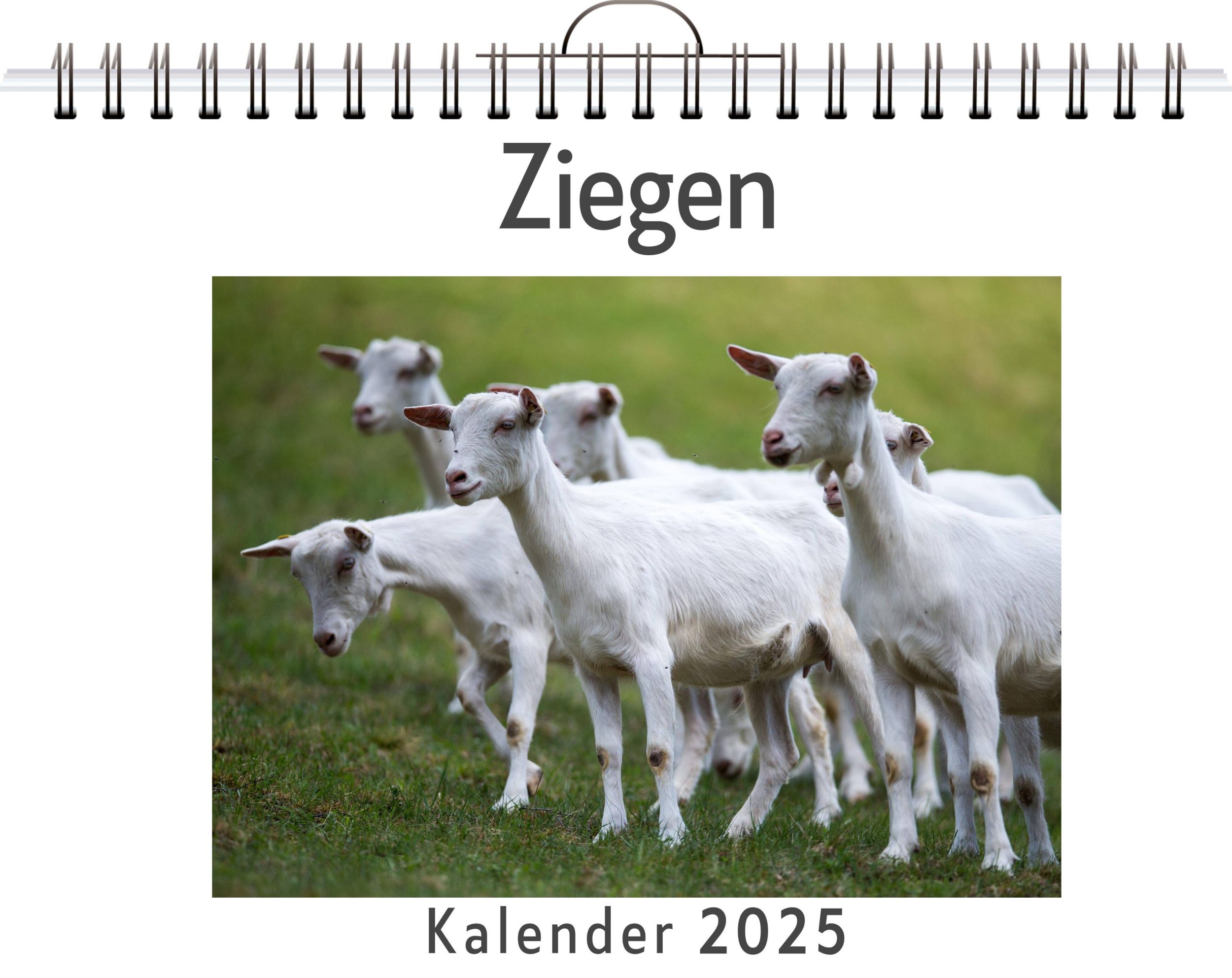 Cover: 9783759121493 | Ziegen - (Wandkalender 2025, Kalender DIN A4 quer, Monatskalender...