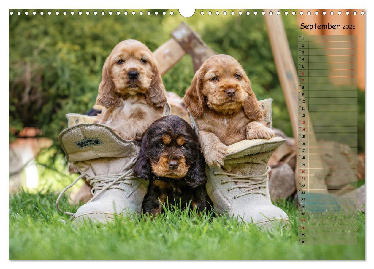 Bild: 9783435119509 | English Cocker Spaniel Welpen (Wandkalender 2025 DIN A3 quer),...