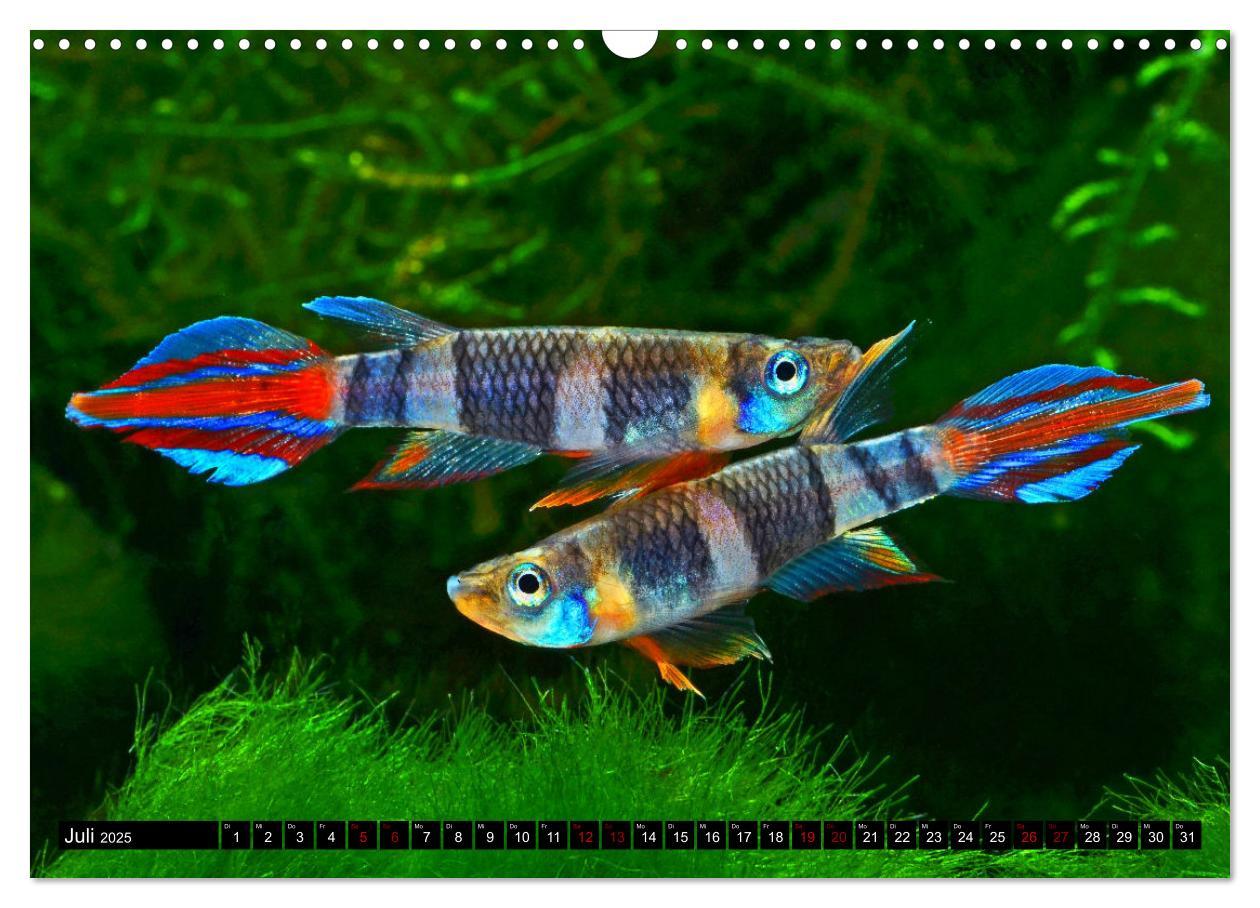 Bild: 9783383905407 | Beliebte Fische der Welt (Wandkalender 2025 DIN A3 quer), CALVENDO...