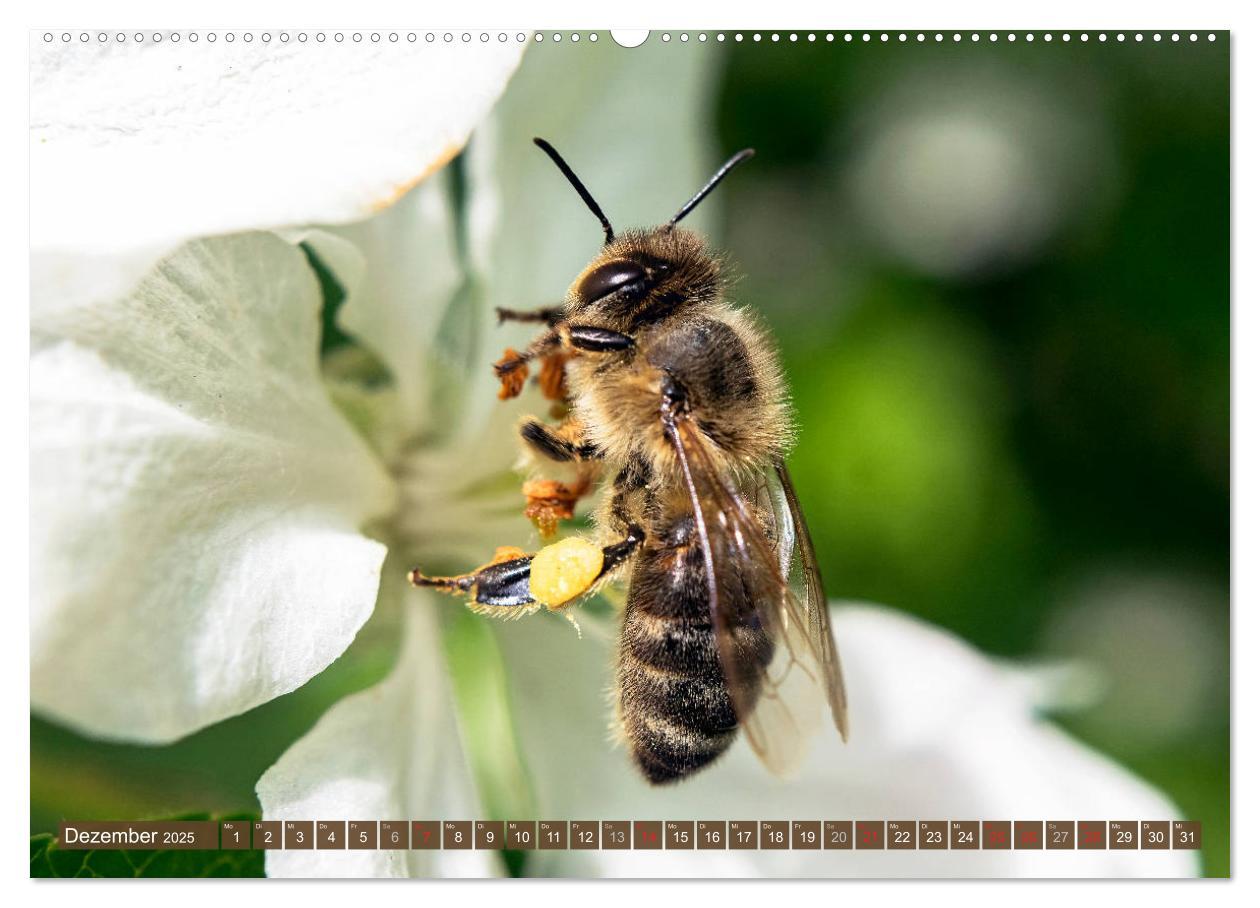 Bild: 9783435241569 | BIENEN - Kleine Nützlinge ganz groß (Wandkalender 2025 DIN A2...