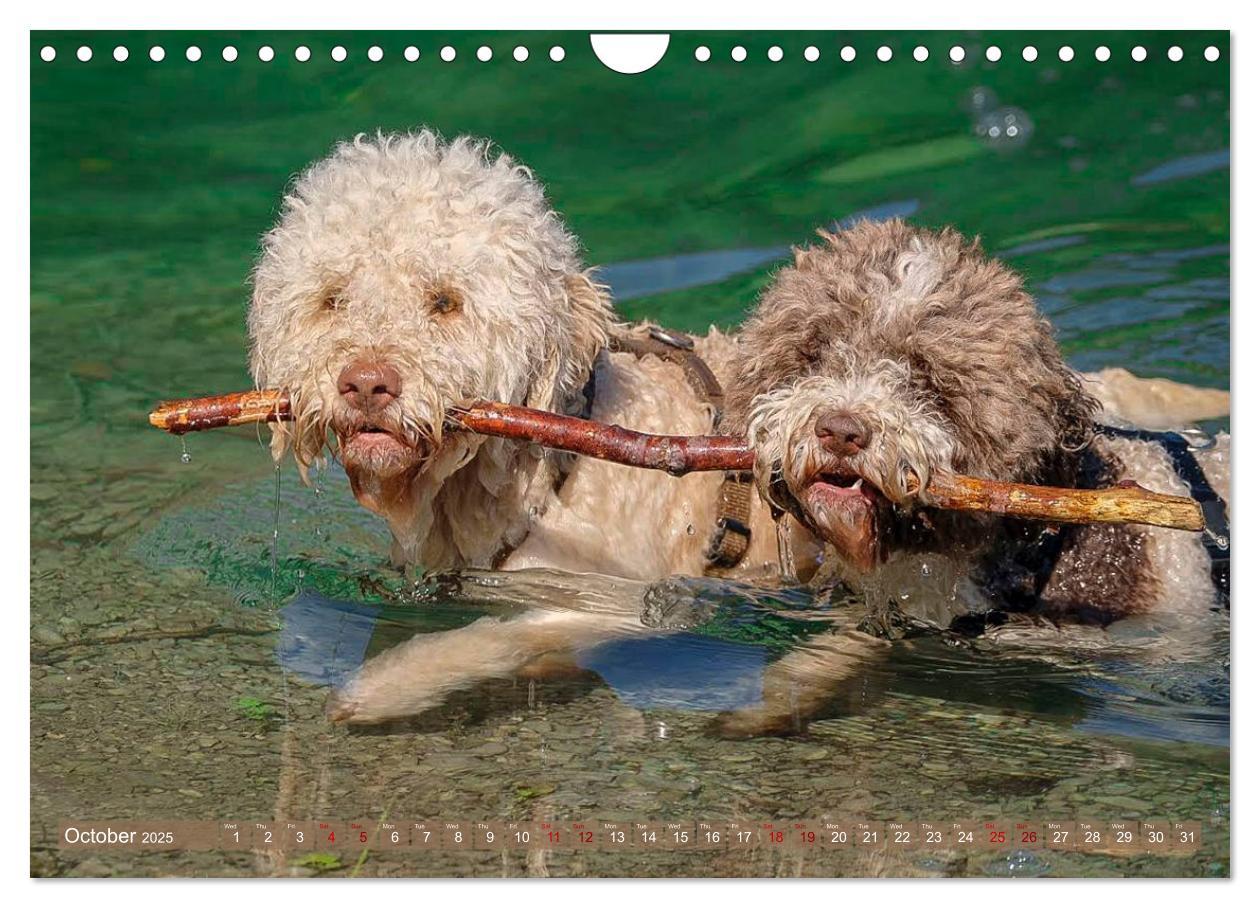 Bild: 9781325940905 | Lagotto Romagnolo Splash Edition (Wall Calendar 2025 DIN A4...