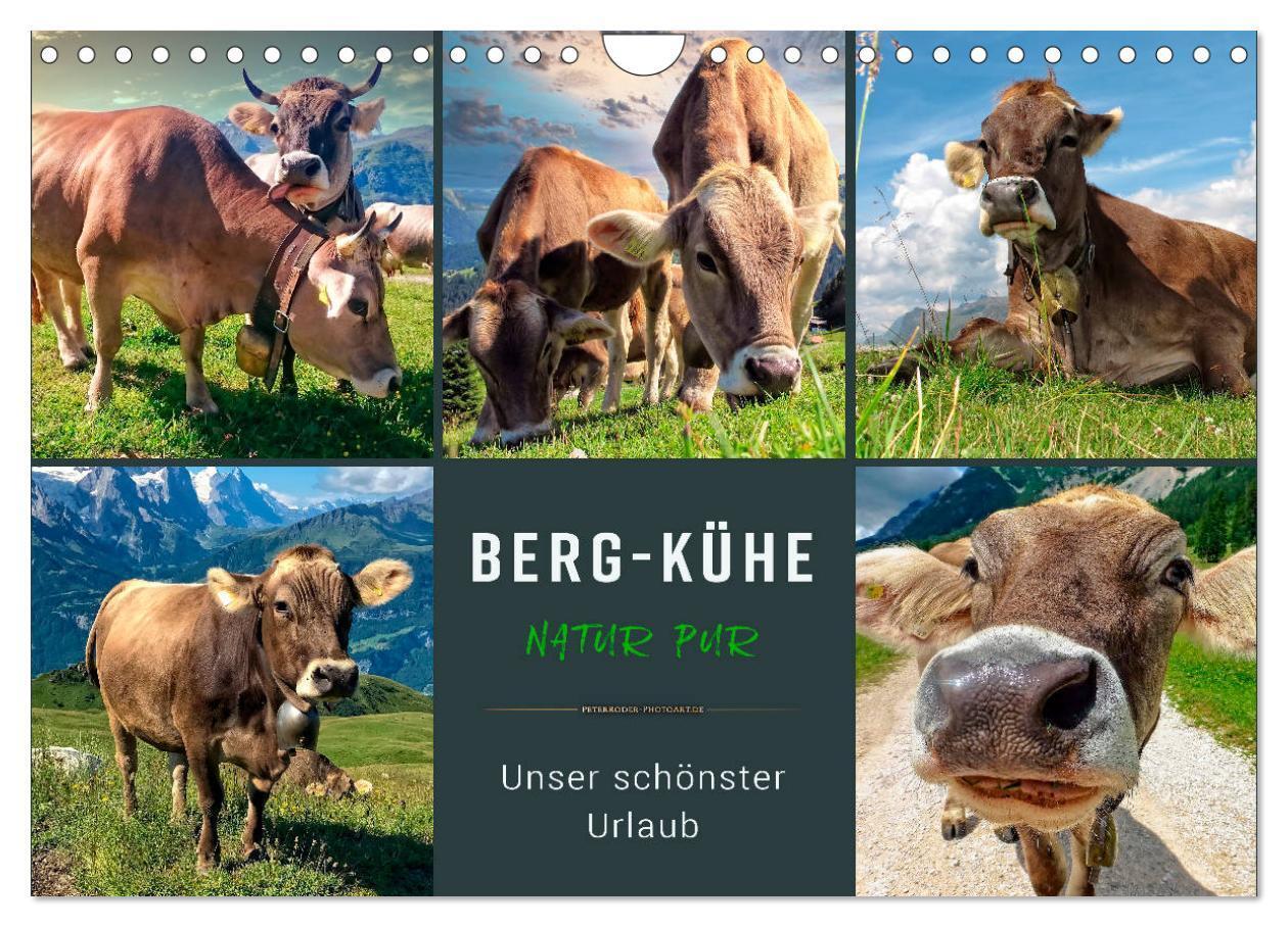 Cover: 9783675633568 | Berg-Kühe, Natur pur - unser schönster Urlaub (Wandkalender 2024...