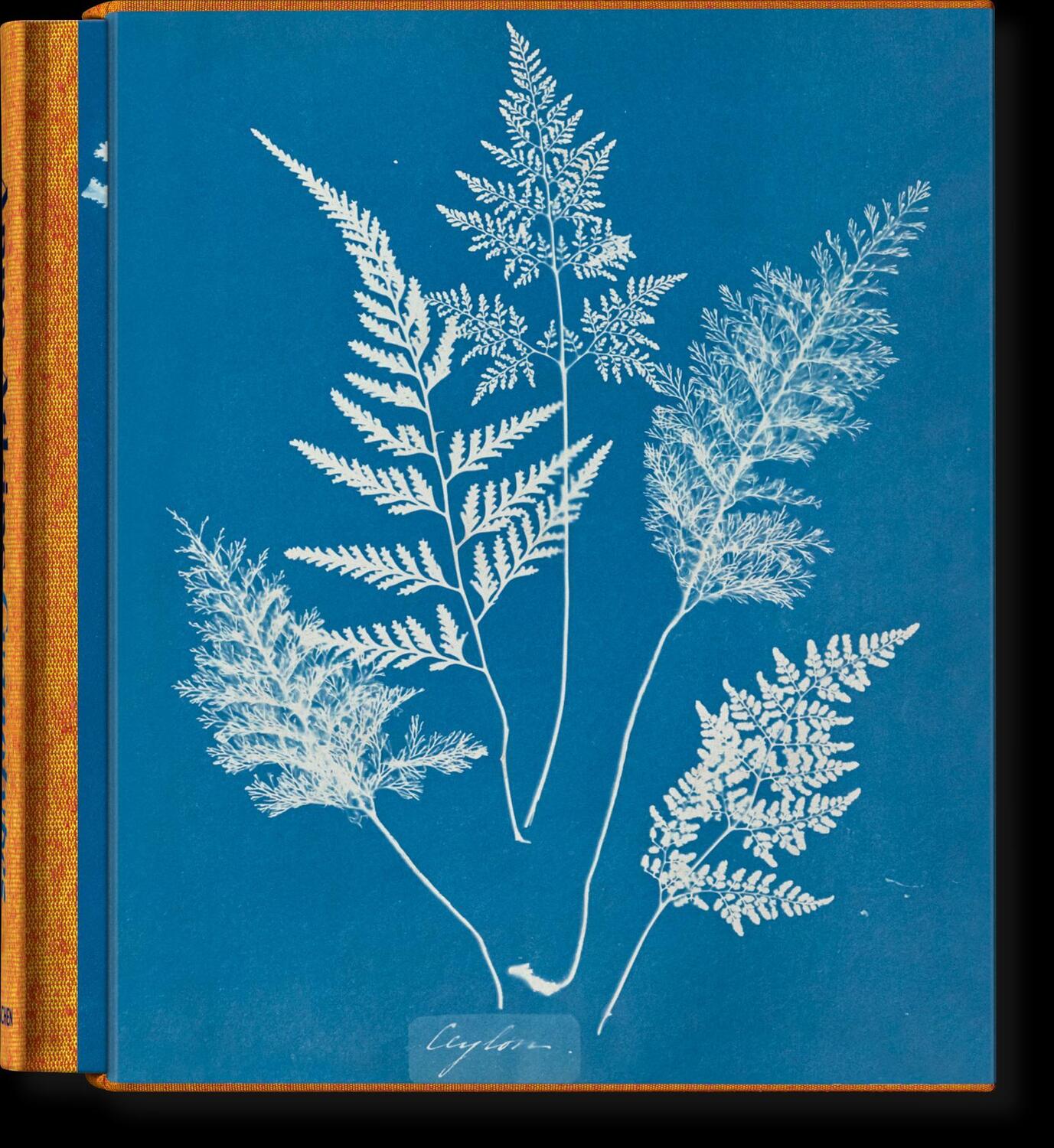 Cover: 9783836596039 | Anna Atkins. Cyanotypes | Peter Walther | Buch | Schuber | 660 S.