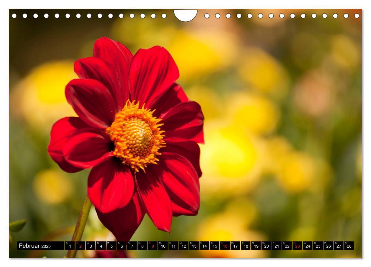 Bild: 9783435664047 | Dahlia - Dahlien (Wandkalender 2025 DIN A4 quer), CALVENDO...