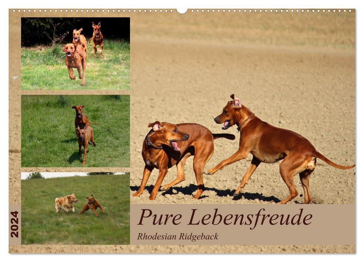 Cover: 9783675652965 | Rhodesian Ridgeback, Pure Lebensfreude (Wandkalender 2024 DIN A2...