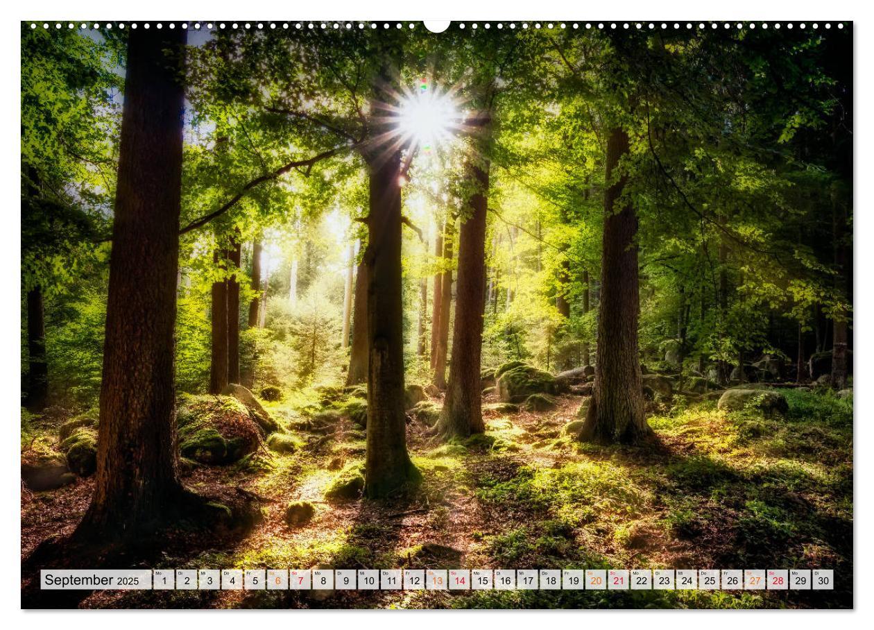 Bild: 9783435071173 | Wald - mystische Spaziergänge (Wandkalender 2025 DIN A2 quer),...