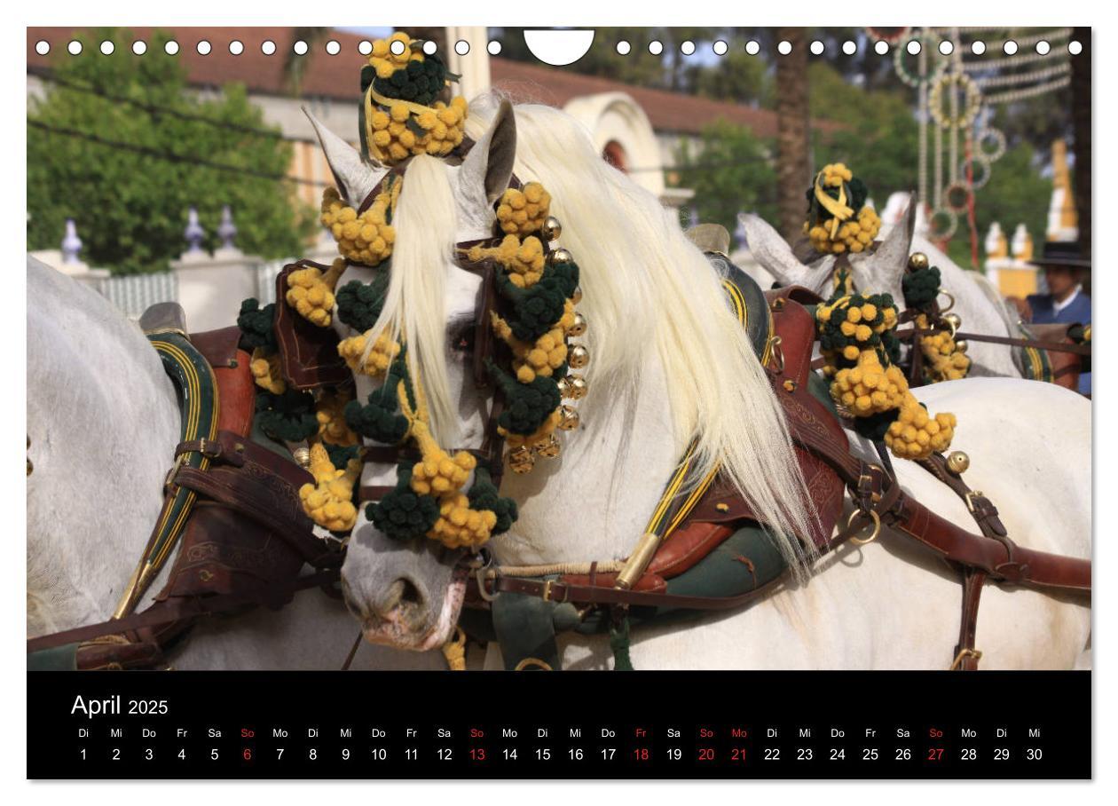 Bild: 9783435567126 | Caballos Spanische Pferde 2025 (Wandkalender 2025 DIN A4 quer),...