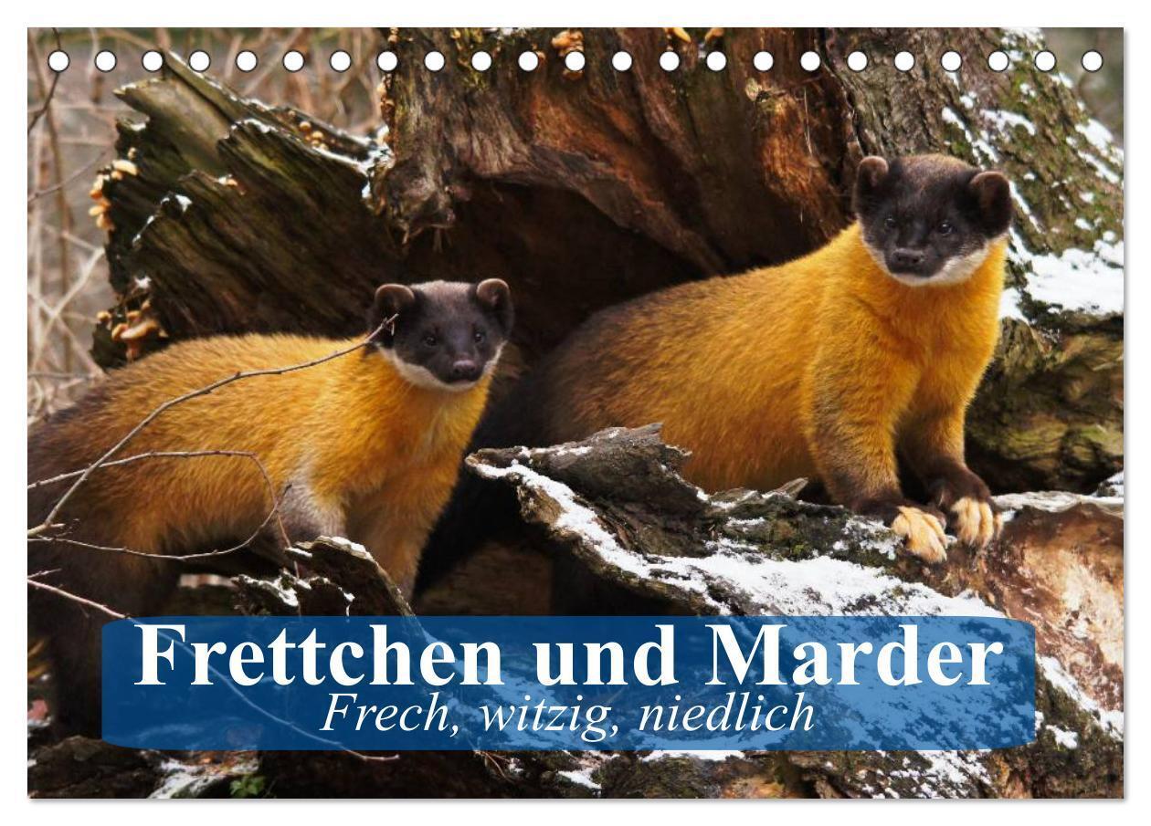 Cover: 9783435514243 | Frettchen und Marder. Frech, witzig, niedlich (Tischkalender 2025...