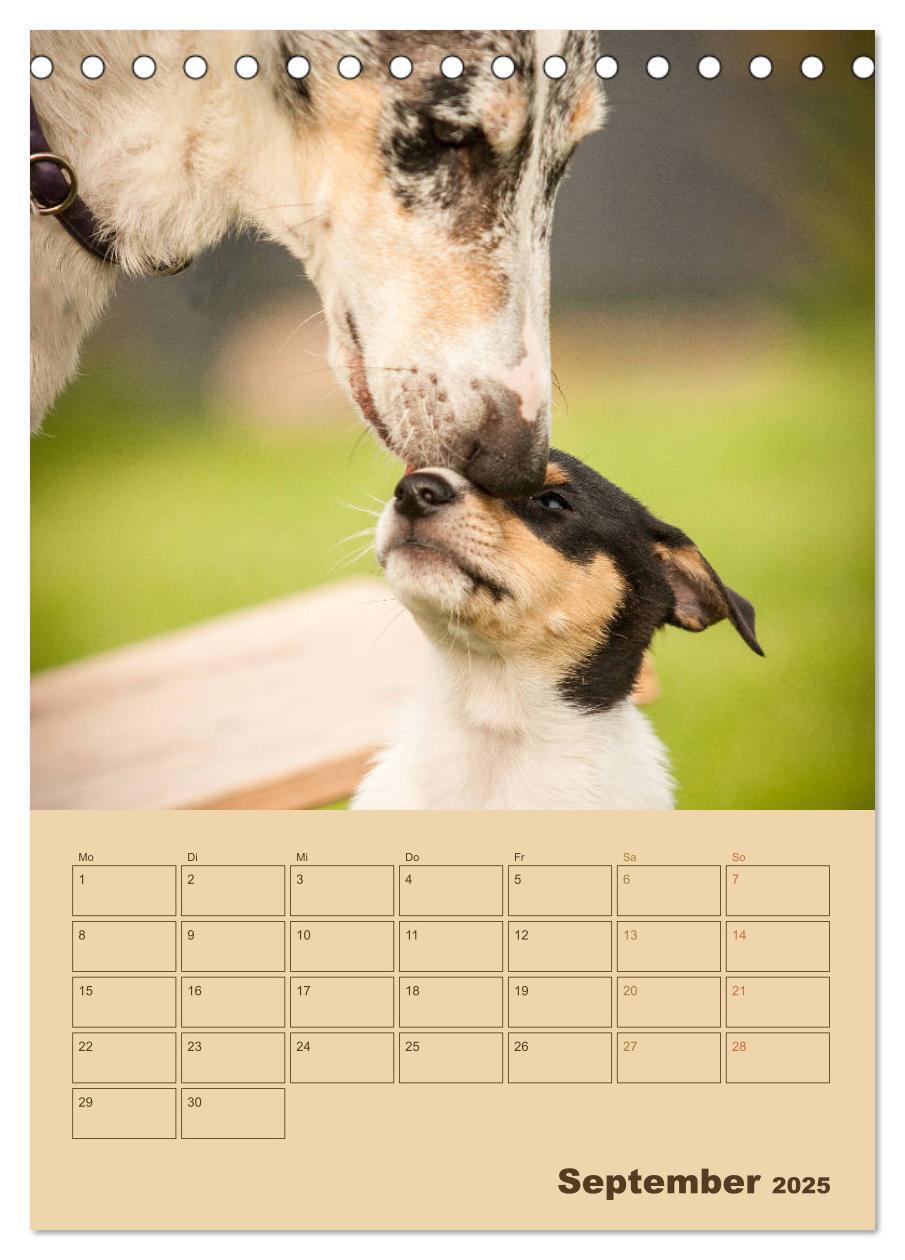 Bild: 9783457051276 | Kurzhaarcollies (Tischkalender 2025 DIN A5 hoch), CALVENDO...