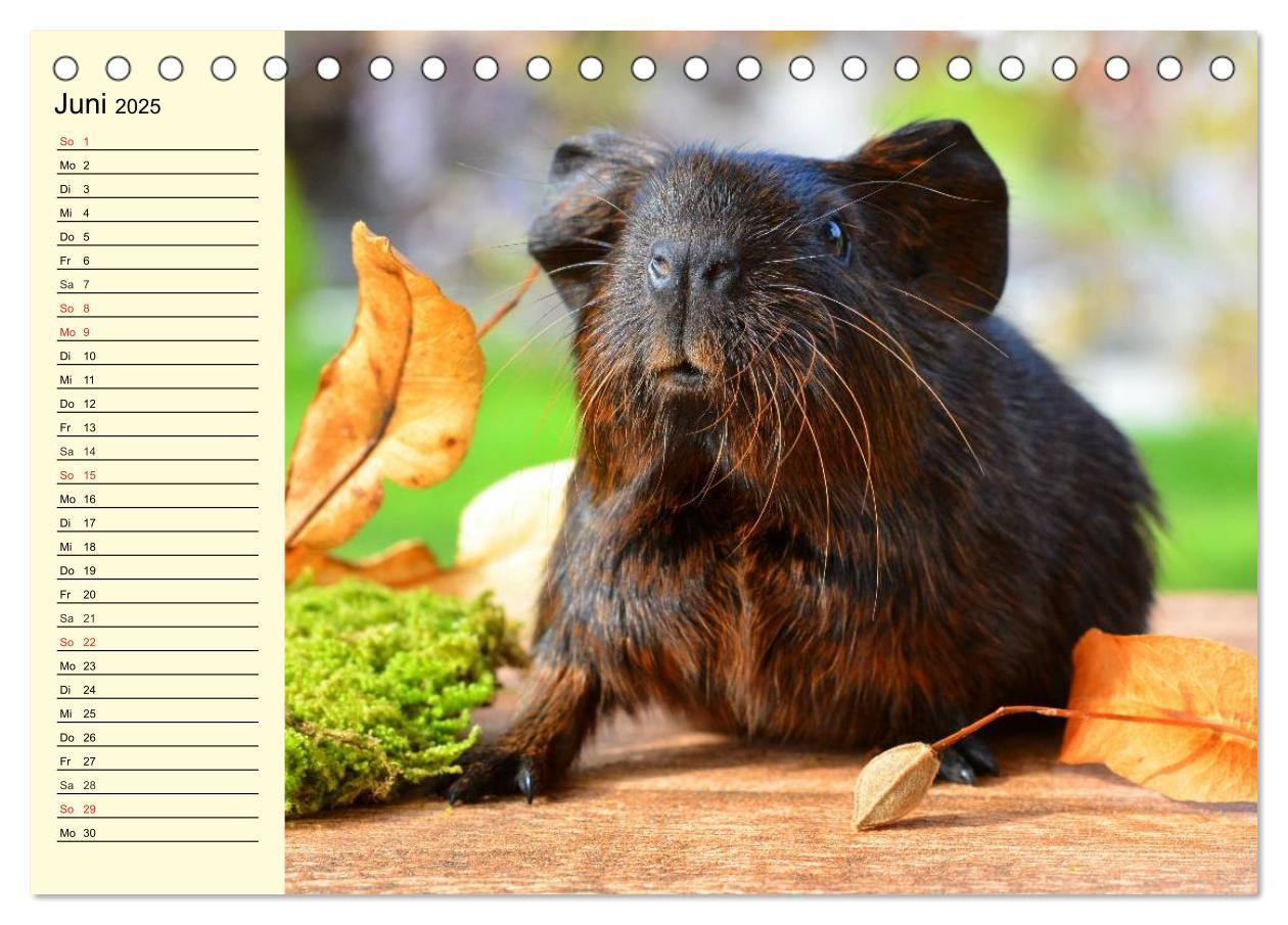 Bild: 9783435508457 | Meerschweinchen. Geliebte Nager (Tischkalender 2025 DIN A5 quer),...