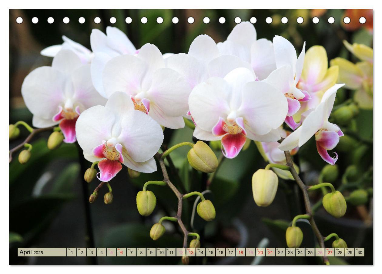 Bild: 9783383765131 | Beliebte Orchideen (Tischkalender 2025 DIN A5 quer), CALVENDO...