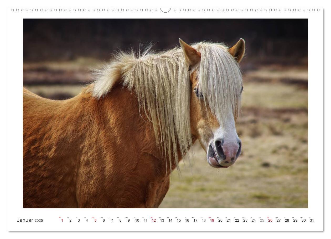 Bild: 9783435689996 | Der Pferdekalender (hochwertiger Premium Wandkalender 2025 DIN A2...